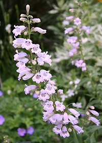 Penstemon 'Stapleford Gem'